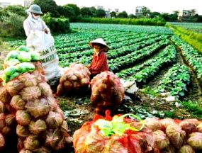 sản phẩm nông nghiệp Việt